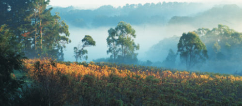 Morning mist over Yarra Valley vineyard