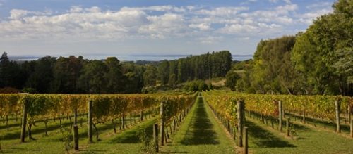 Mornington Peninsula Vineyard overlooking ocean