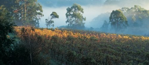 Morning mist across Mornington Peninsula Vineyard