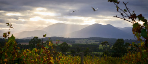 morning view of vineyard