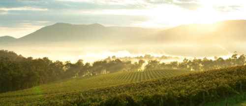 morning vineyard vista