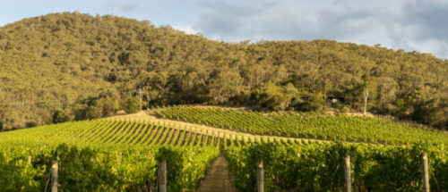 vineyard with rolling hills