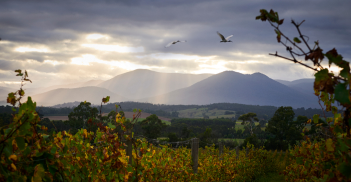 wine tour yarra valley