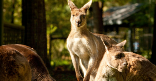 kangaroo at sanctuary