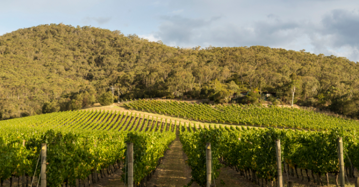 vinetrekker wine tour