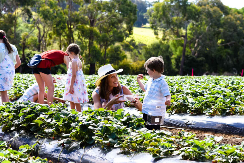 strawberry garden