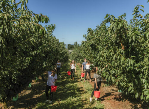 cherry garden