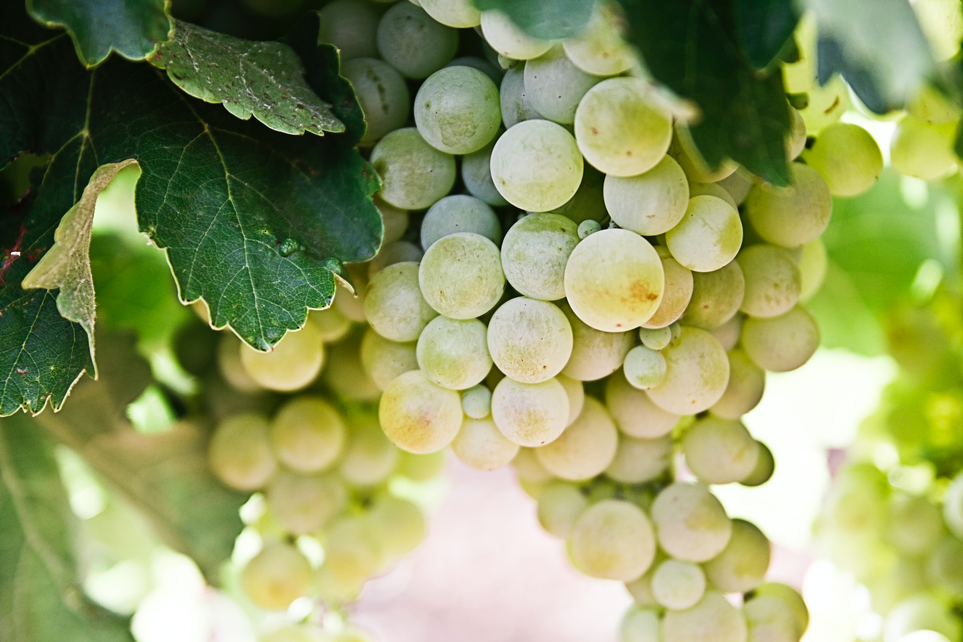 Yarra Valley's Wine Region