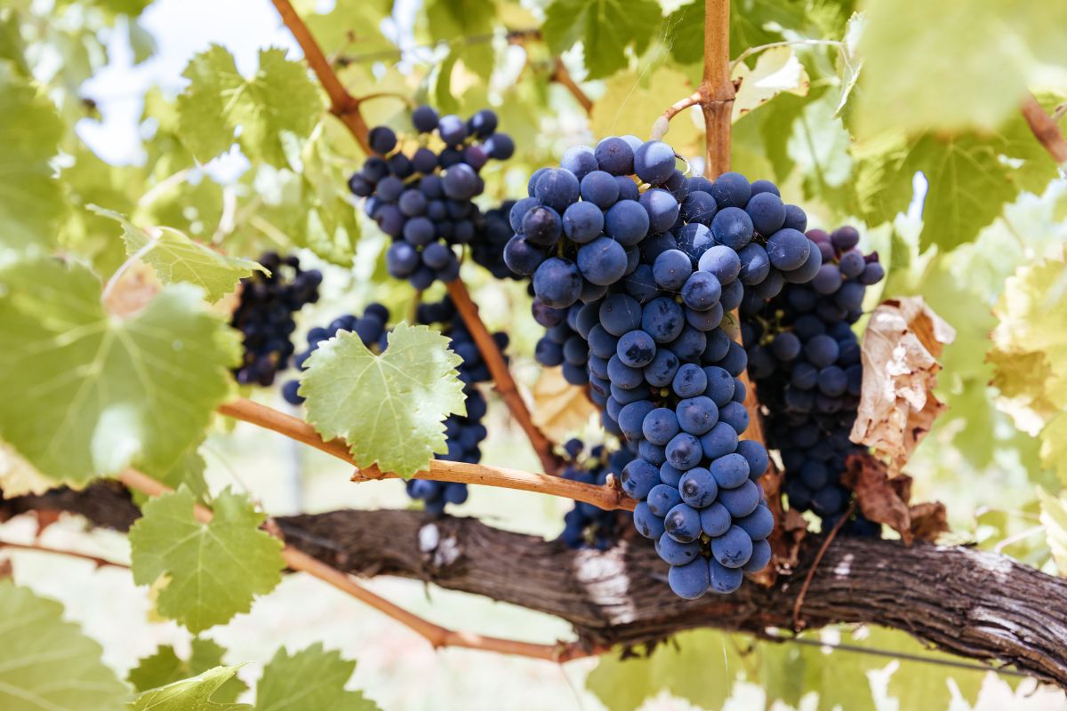 fresh grapes in yarra valley