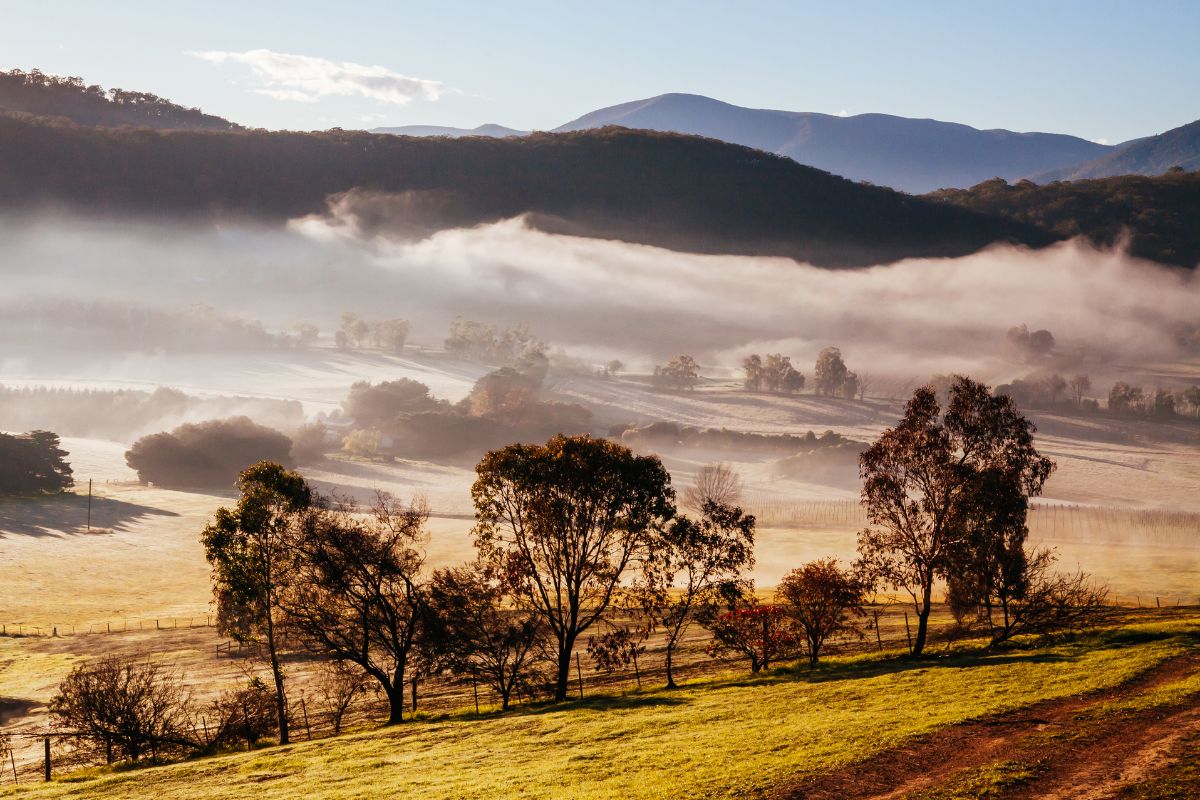 Yarra Valley Wine Day Tour