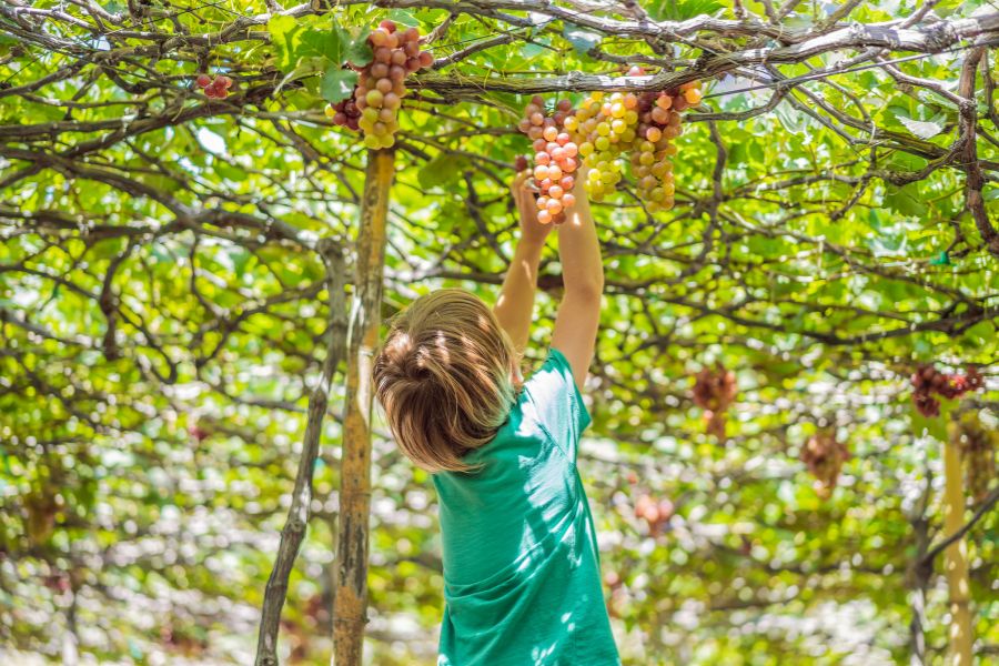 Kids at yarra valley wineries