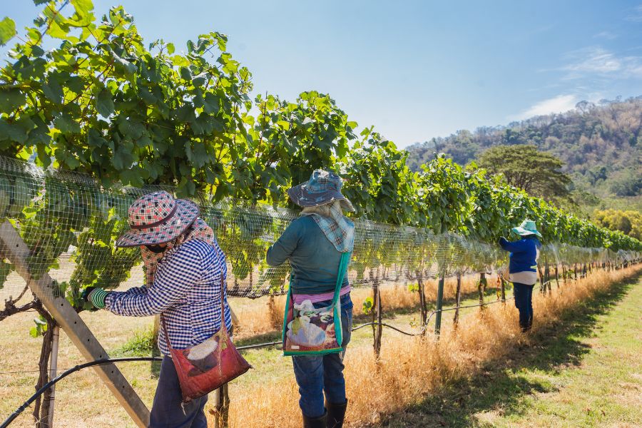 Summer in vineyard