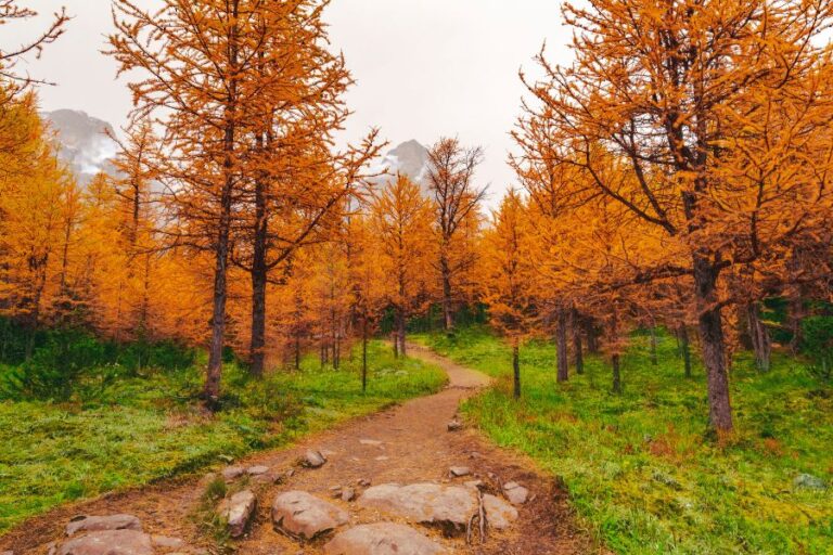 Macedonian Ranges Macedon Ranges Autumn Festival 2026: Best Things to Do - Vinetrekker